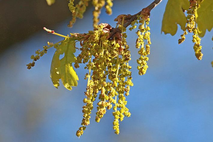 Abb. 1. Eichenkätzchen mit männlichen Blüten. Bild: U. Wasem/WSL