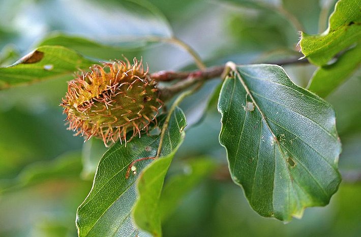 Abb. 2. Fruchtbecher mit weichen Stacheln. Bild: U. Wasem/WSL