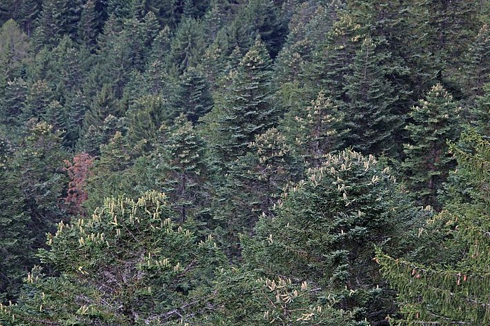 Foto 4. Pasciona parziale su alberi di abete bianco: in situazioni simili, non tutti gli alberi del popolamento boschivo presentano rami con coni recenti. Immagine: U. Wasem/WSL Foto 4. Pasciona parziale su alberi di abete bianco: in situazioni simili, non tutti gli alberi del popolamento boschivo presentano rami con coni recenti. Immagine: U. Wasem/WSL