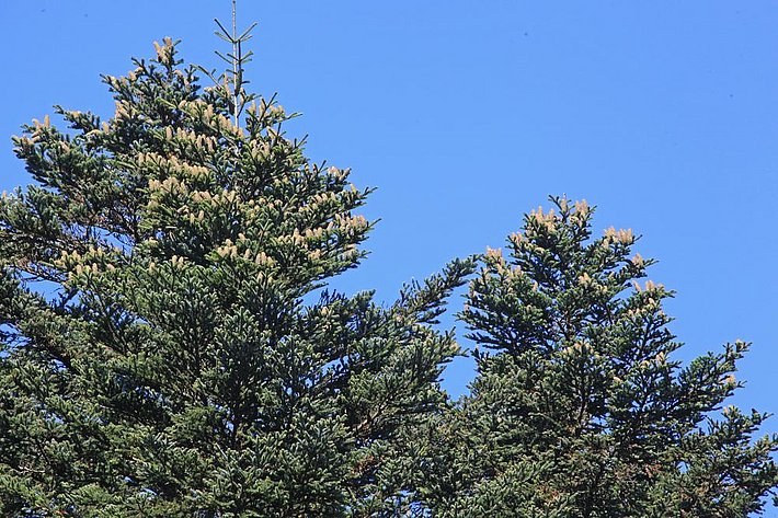 Foto 3: Pasciona completa, caratterizzata da una densa copertura di coni nella zona della cima della chioma, fenomeno presente in tutti gli alberi dominanti del popolamento boschivo. Immagine: U. Wasem/WSL Foto 3: Pasciona completa, caratterizzata da una densa copertura di coni nella zona della cima della chioma, fenomeno presente in tutti gli alberi dominanti del popolamento boschivo. Immagine: U. Wasem/WSL