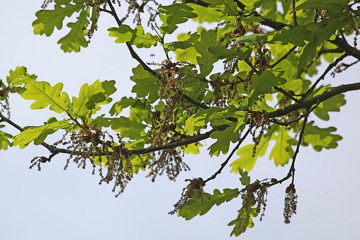 Abb. 1. Eichenkätzchen mit männlichen Blüten. Bild: U. Wasem/WSL