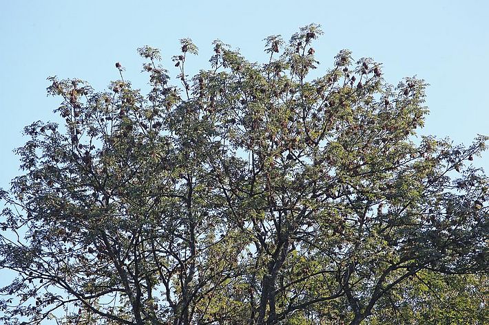 Abb. 4. Reife Eschensamen sind kaum von verdörrten Blüten zu unterscheiden. Bild: U. Wasem/WSL