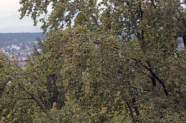 Abb. 4. Vollmast mit dichtem Fruchtbehang an allen vorherrschenden Bäumen. Bild: U. Wasem/WSL