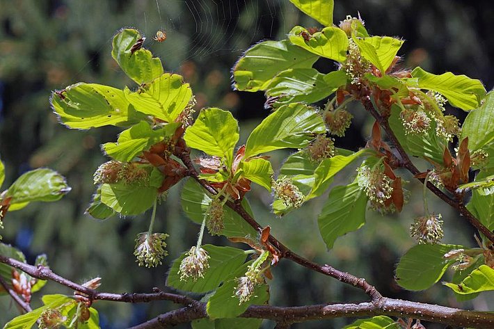 Abb. 1. Buchenkätzchen mit männlichen Blüten. Bild: U. Wasem/WSL