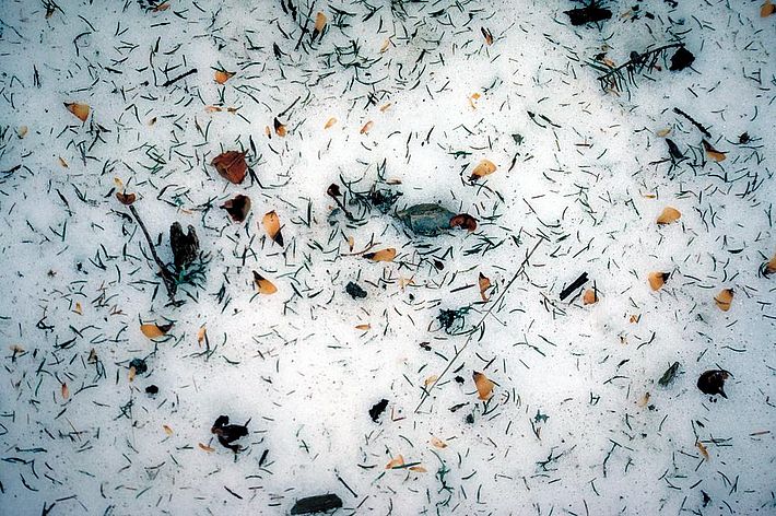 Abb. 3. Fichtensamen fallen im Winter zu Boden. Bild: U. Wasem/WSL